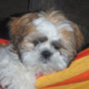 Meet your Posher, Tamara